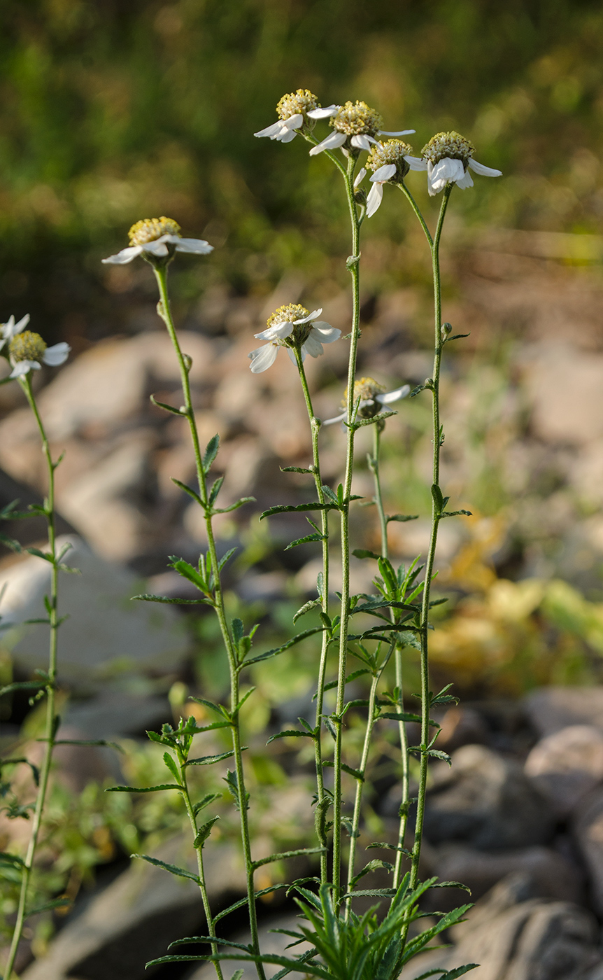 Изображение особи Achillea ptarmica.