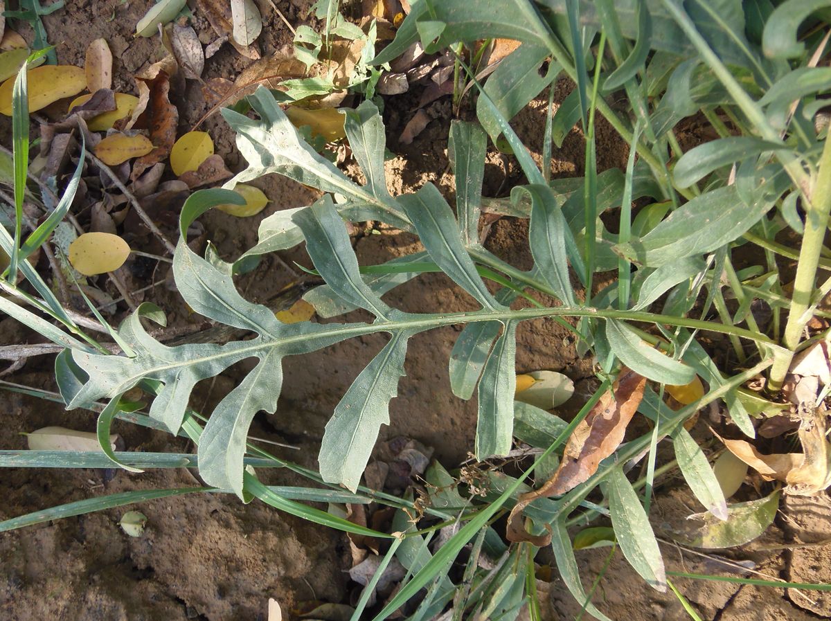Image of Centaurea adpressa specimen.