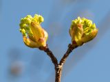 Acer platanoides. Верхушка веточки с распускающимися соцветиями. Ленинградская обл., Кингисеппский р-н, берег р. Луга, обочина грунтовой дороги в смешанном лесу. 03.05.2020.