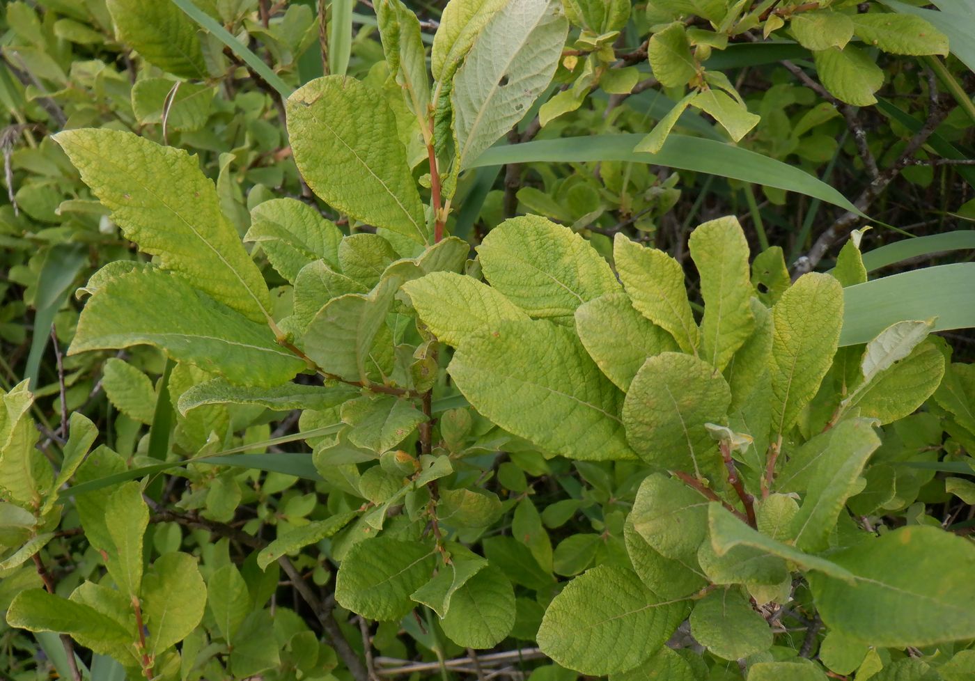 Image of Salix aurita specimen.