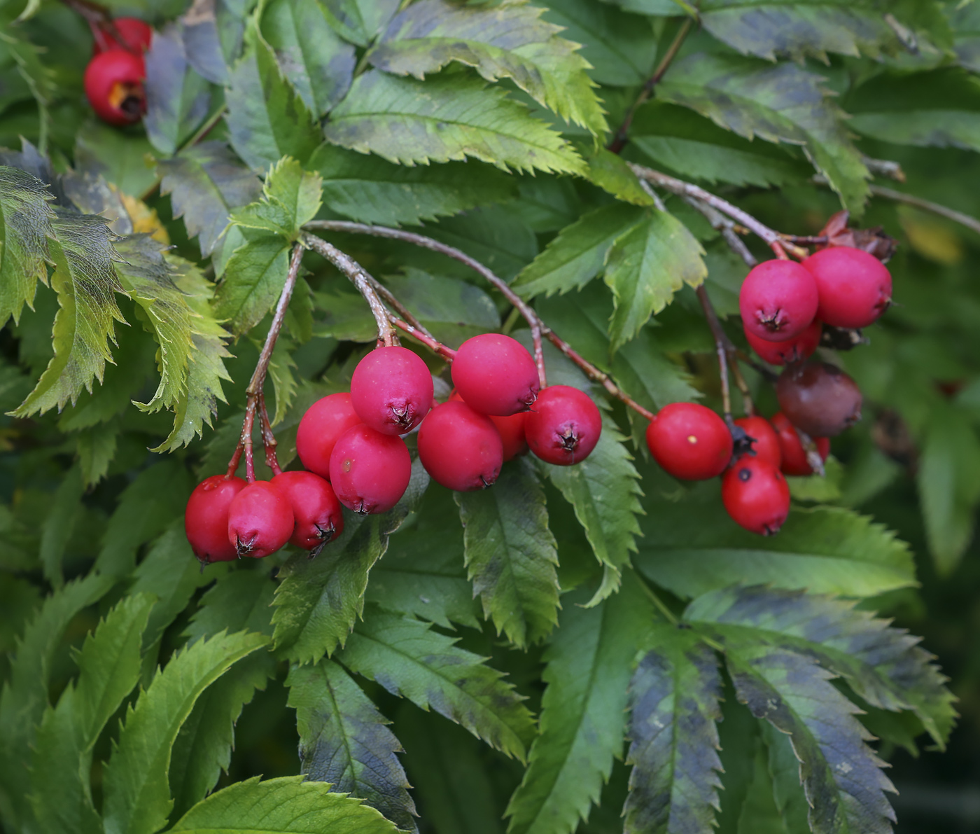 Изображение особи Sorbus sambucifolia.