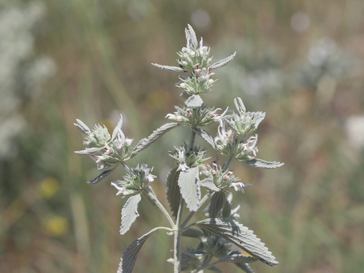 Image of Marrubium praecox specimen.