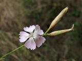 Dianthus ciliatus ssp. dalmaticus