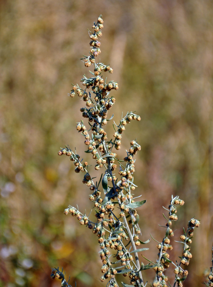 Image of Artemisia absinthium specimen.