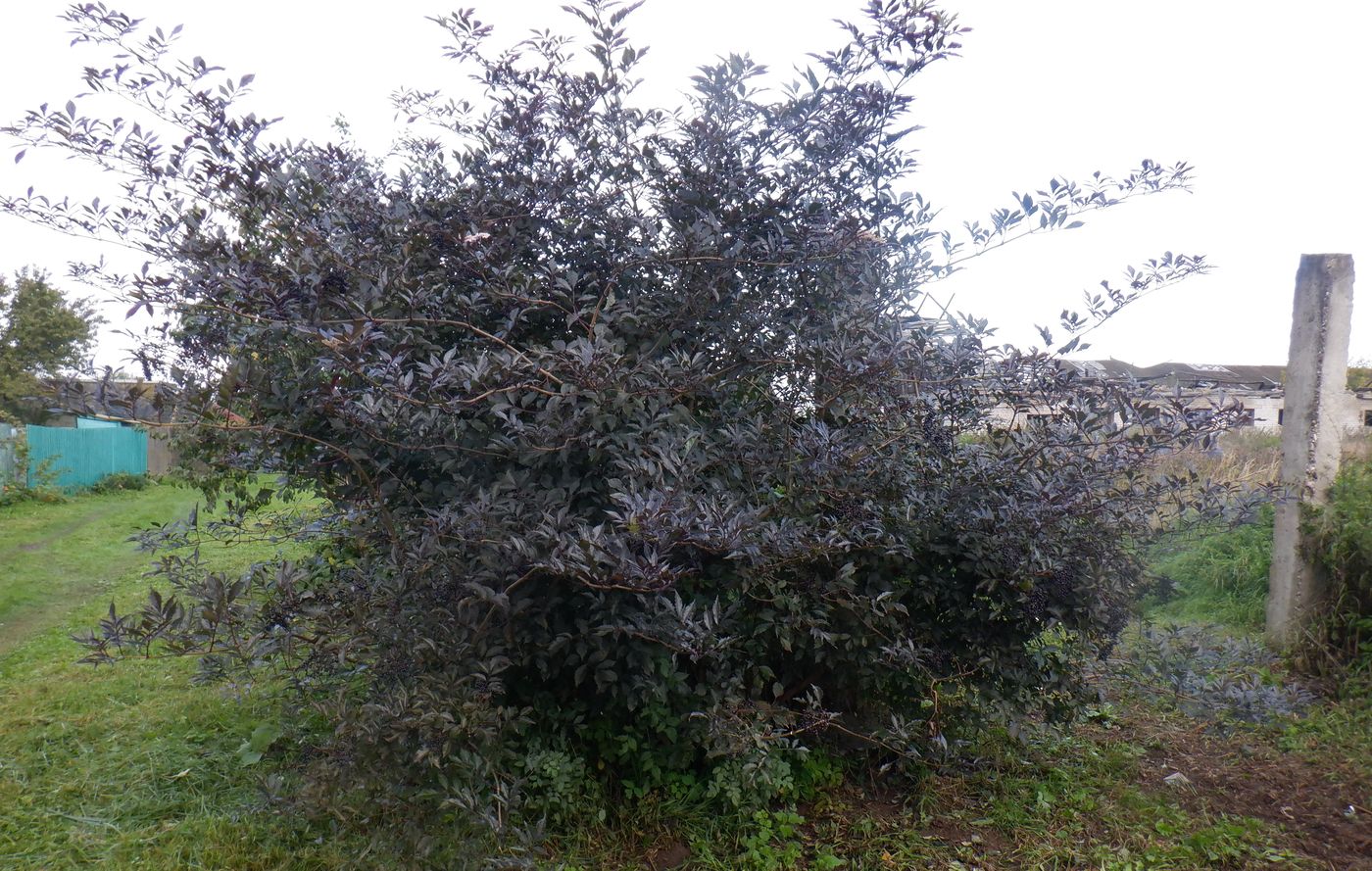 Изображение особи Sambucus nigra.