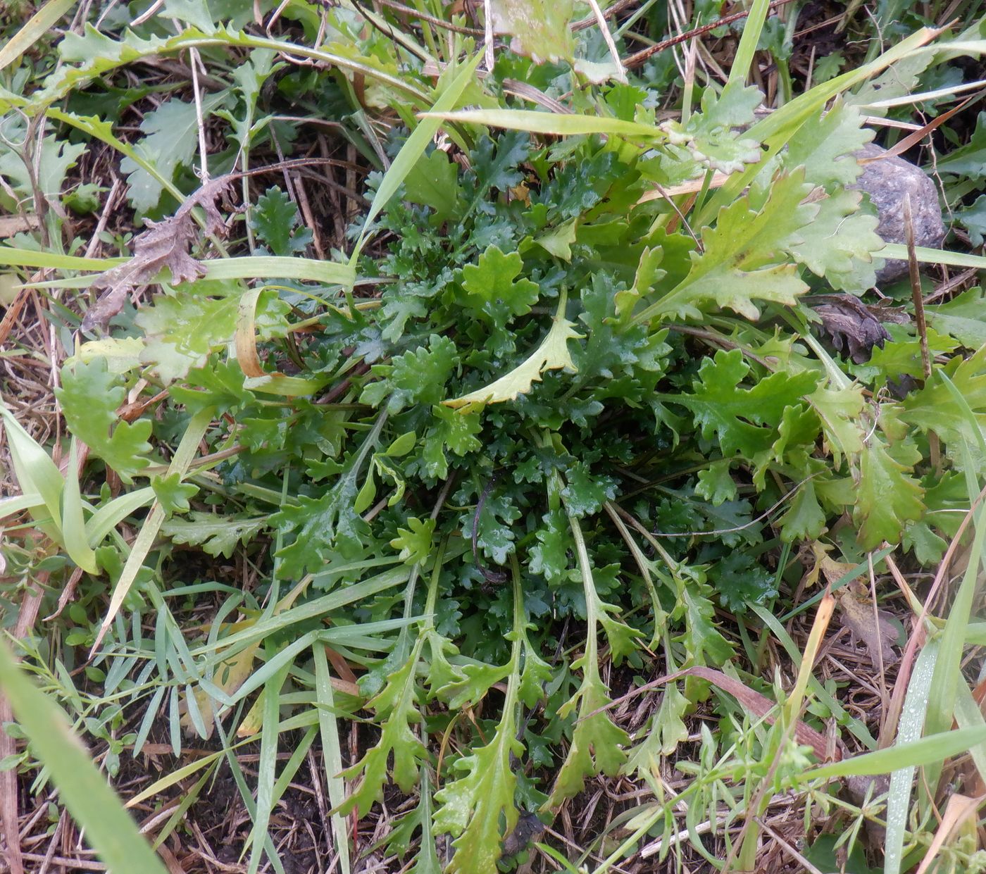 Image of genus Leucanthemum specimen.