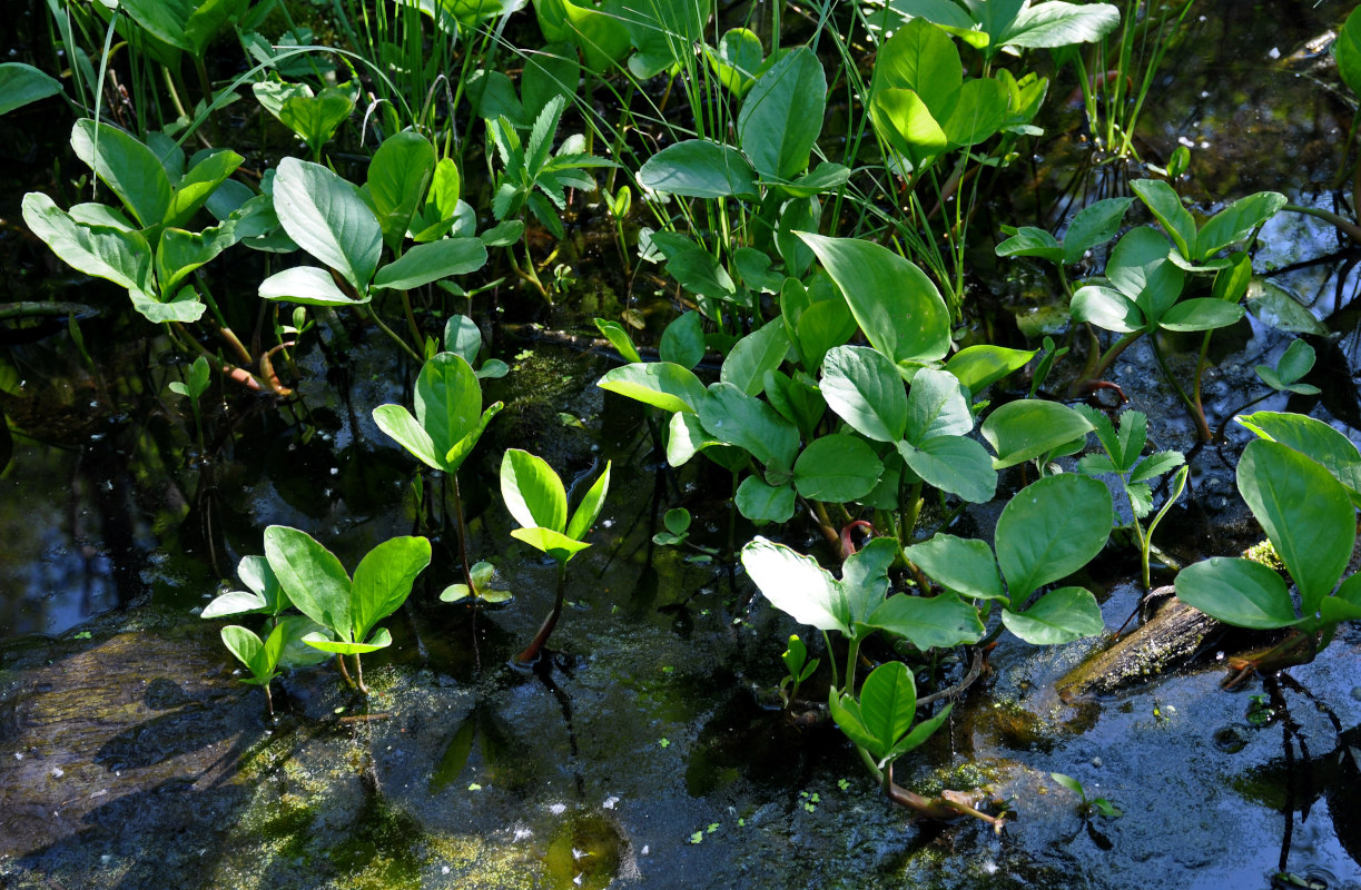 Image of Menyanthes trifoliata specimen.