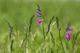 Gladiolus tenuis. Верхушки побегов с соцветиями. Ростовская обл., Азовский р-н, окр. хут. Лагутник, пойменный луг. 27.05.2017.