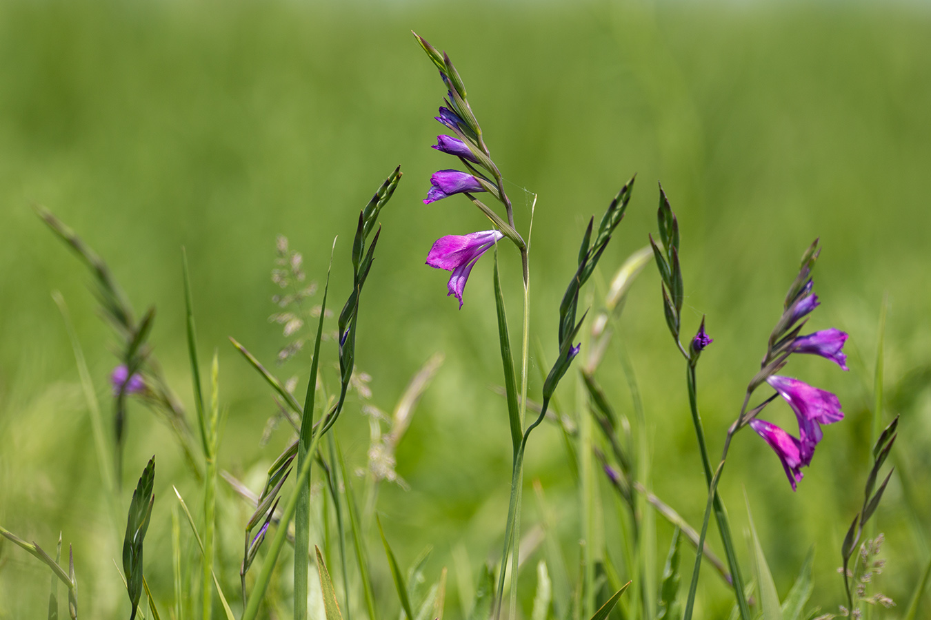 Image of Gladiolus tenuis specimen.