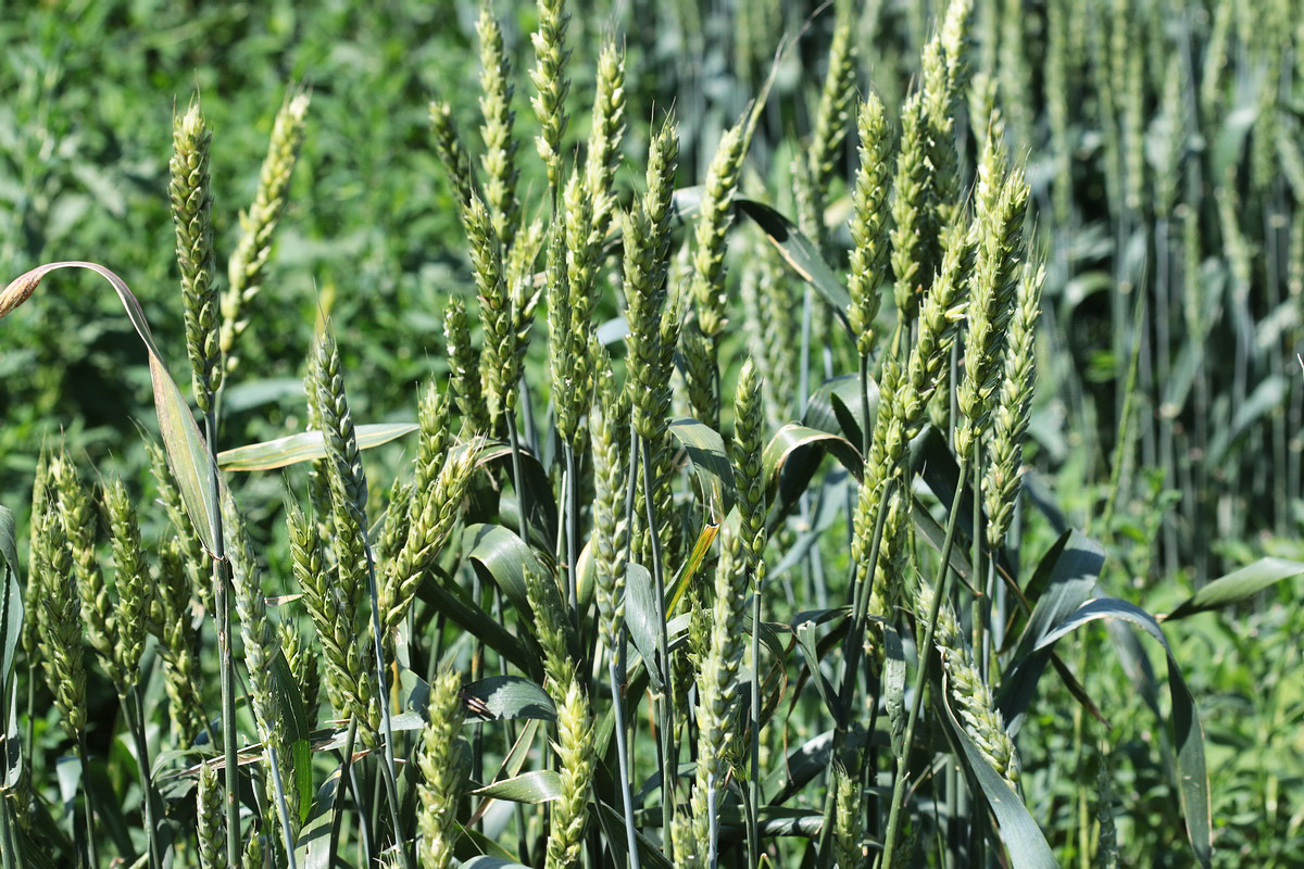 Image of genus Triticum specimen.