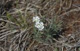 Ptilotrichum tenuifolium