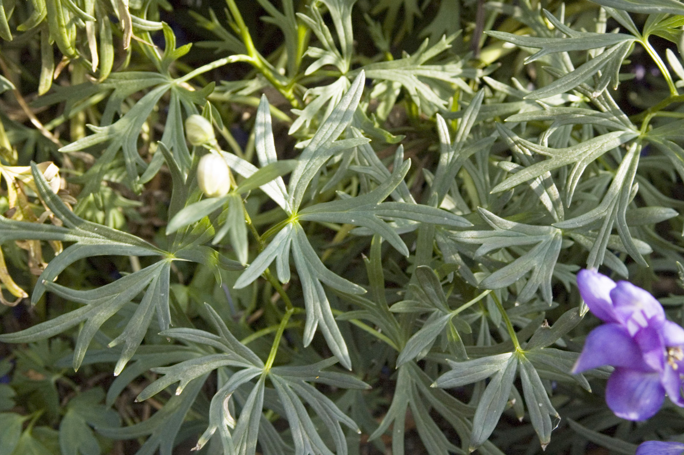 Image of Aconitum baicalense specimen.