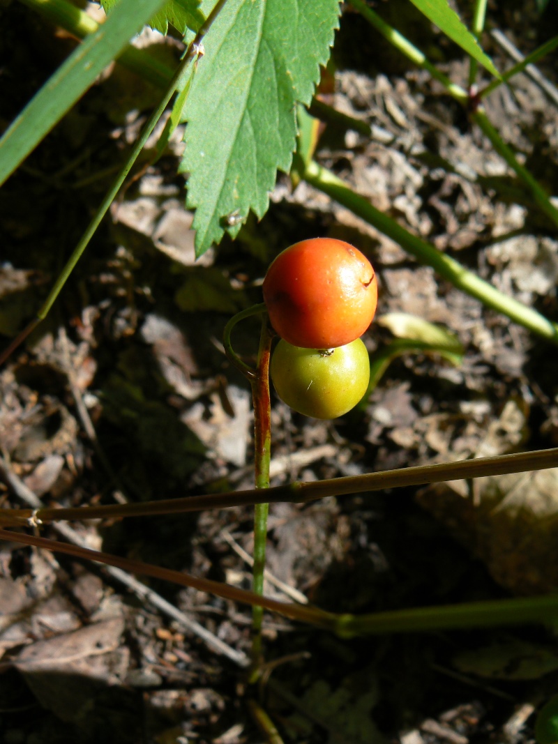 Image of Convallaria keiskei specimen.