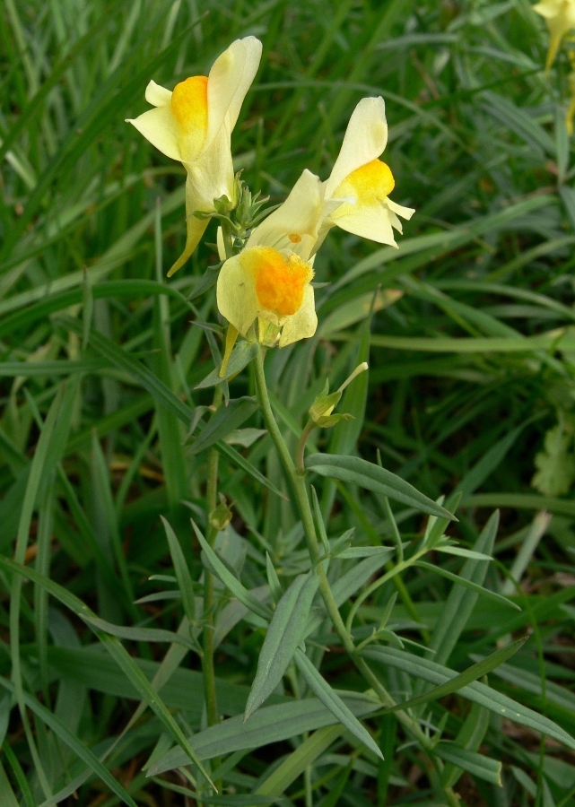 Image of Linaria vulgaris specimen.