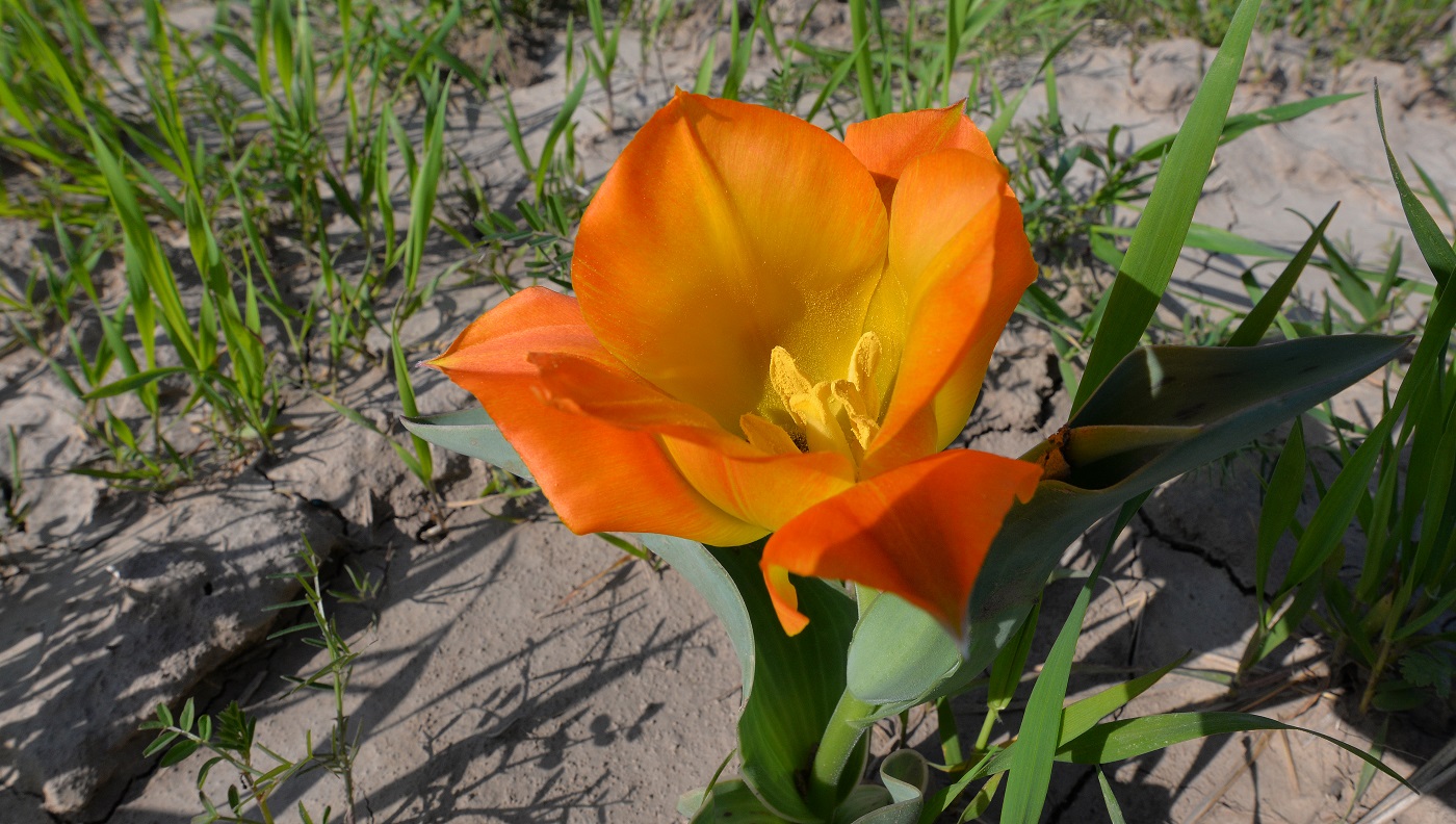 Image of Tulipa greigii specimen.