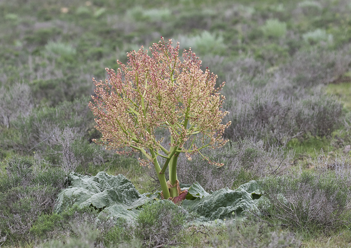 Image of Rheum tataricum specimen.