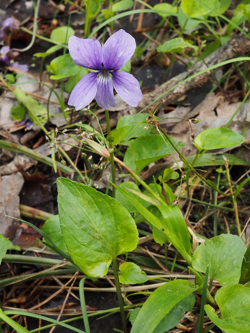 Image of Viola uliginosa specimen.
