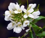 Arabis turrita