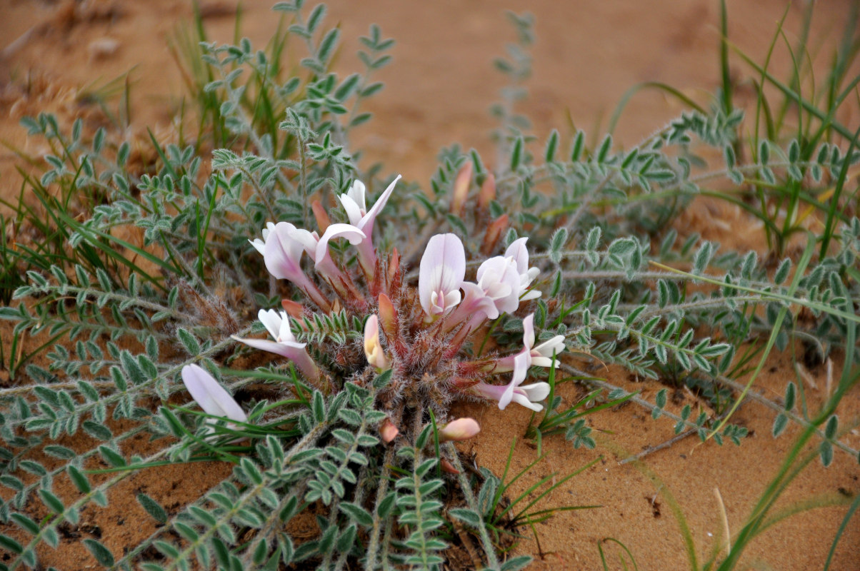 Image of Astragalus dolichophyllus specimen.