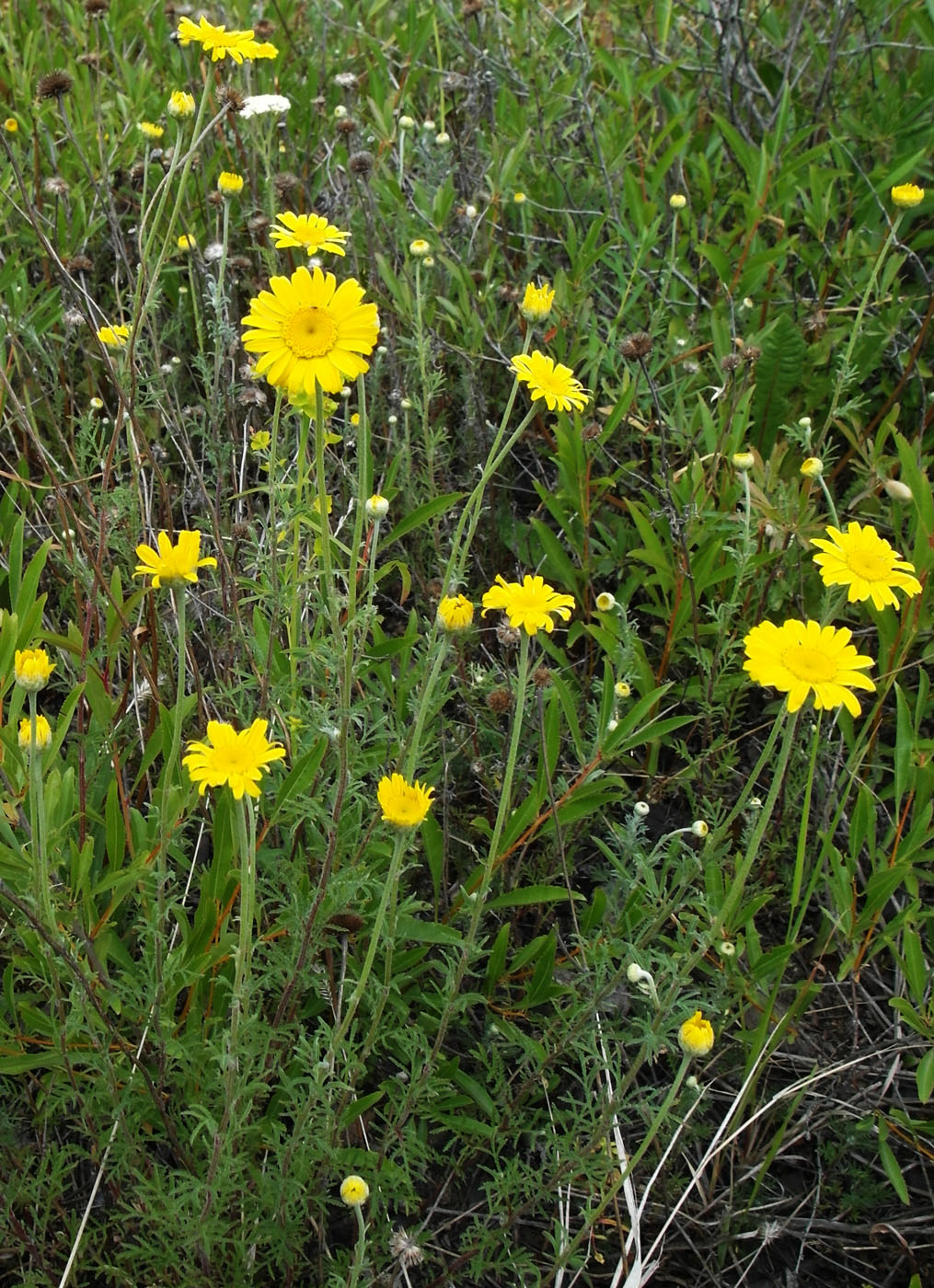 Изображение особи Anthemis tinctoria.