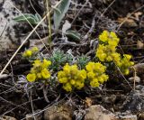 Alyssum lenense