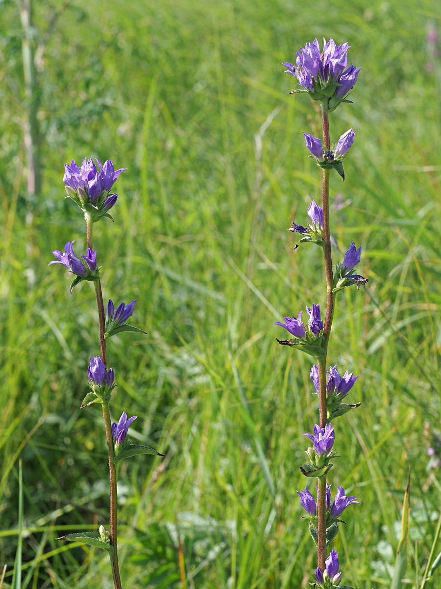 Image of Campanula glomerata specimen.