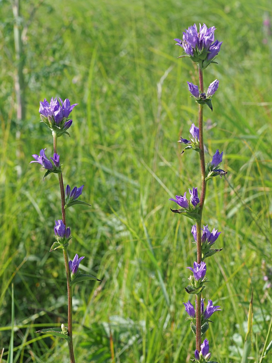 Изображение особи Campanula glomerata.