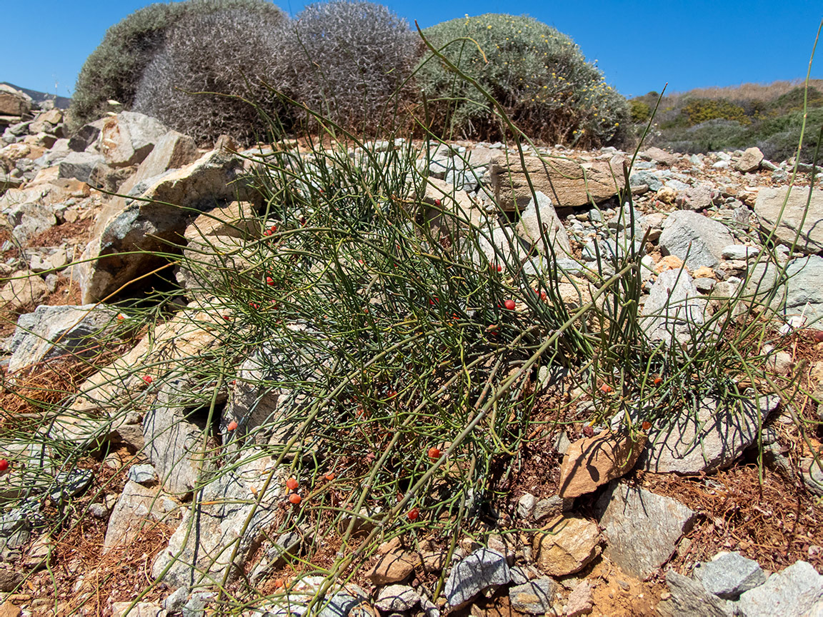 Image of Ephedra foeminea specimen.