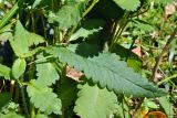 Pedicularis resupinata