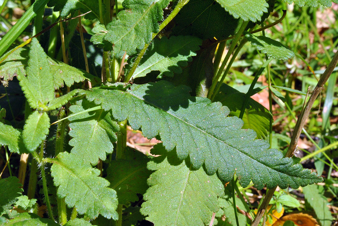 Изображение особи Pedicularis resupinata.