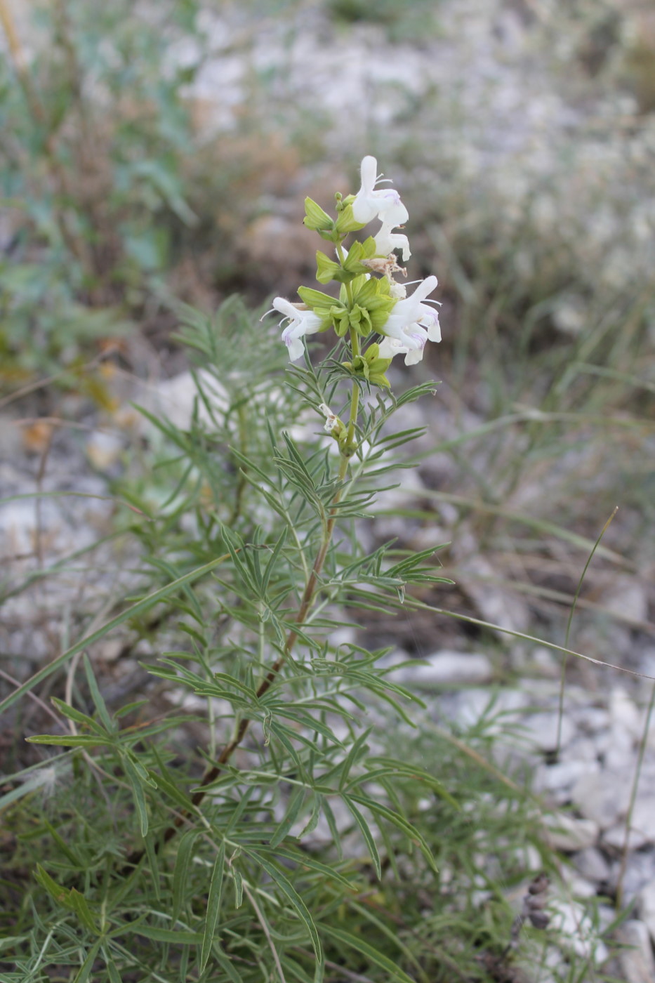 Image of Salvia scabiosifolia specimen.