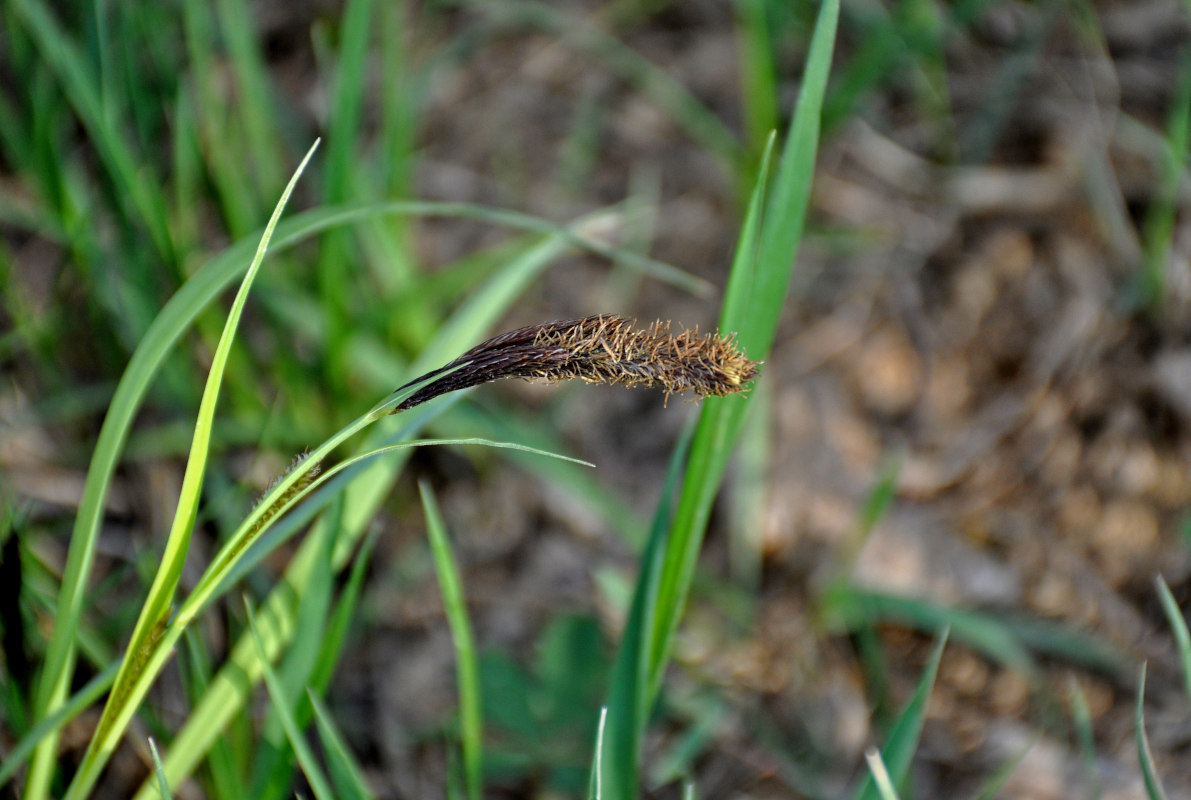 Image of genus Carex specimen.