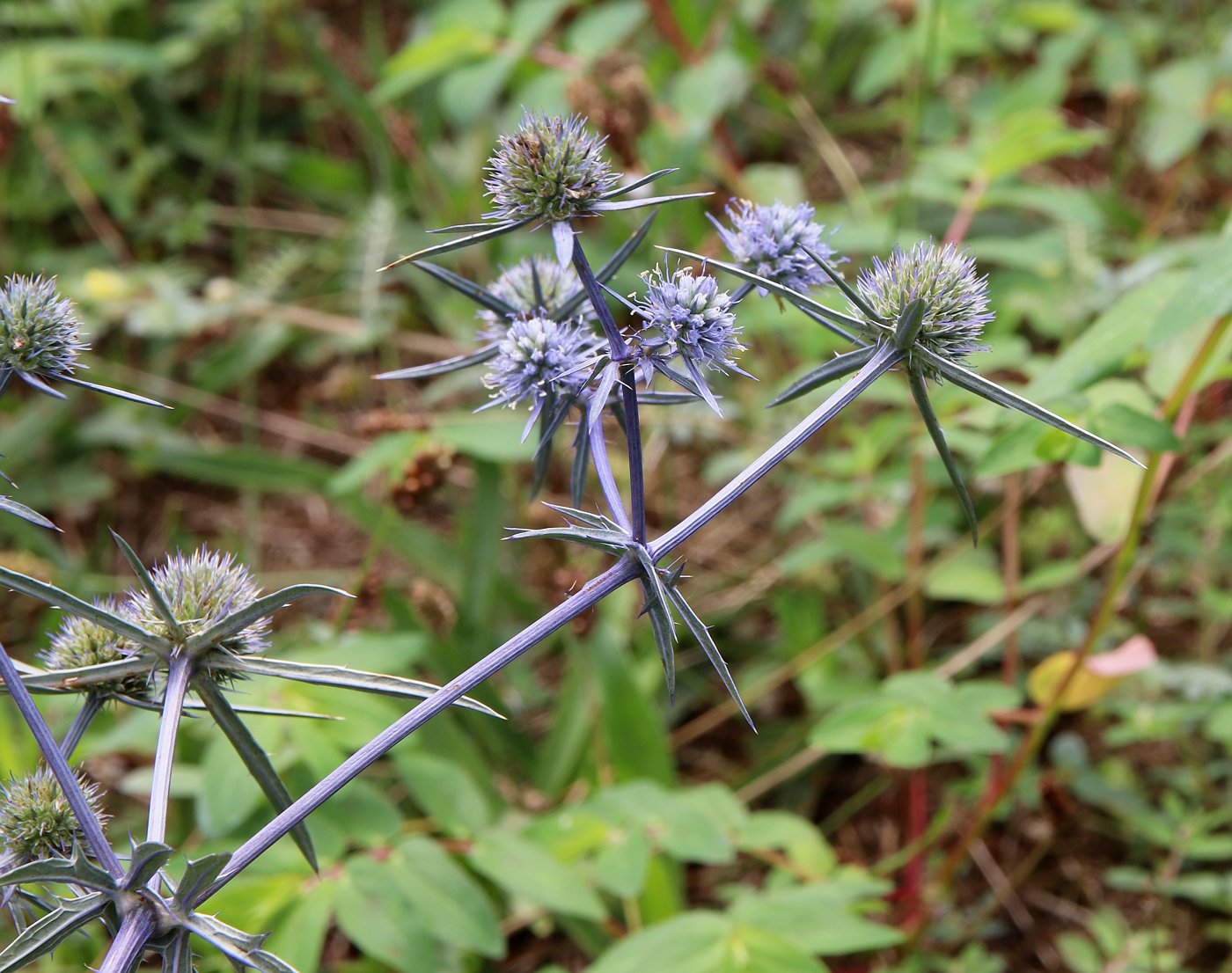 Image of Eryngium caeruleum specimen.