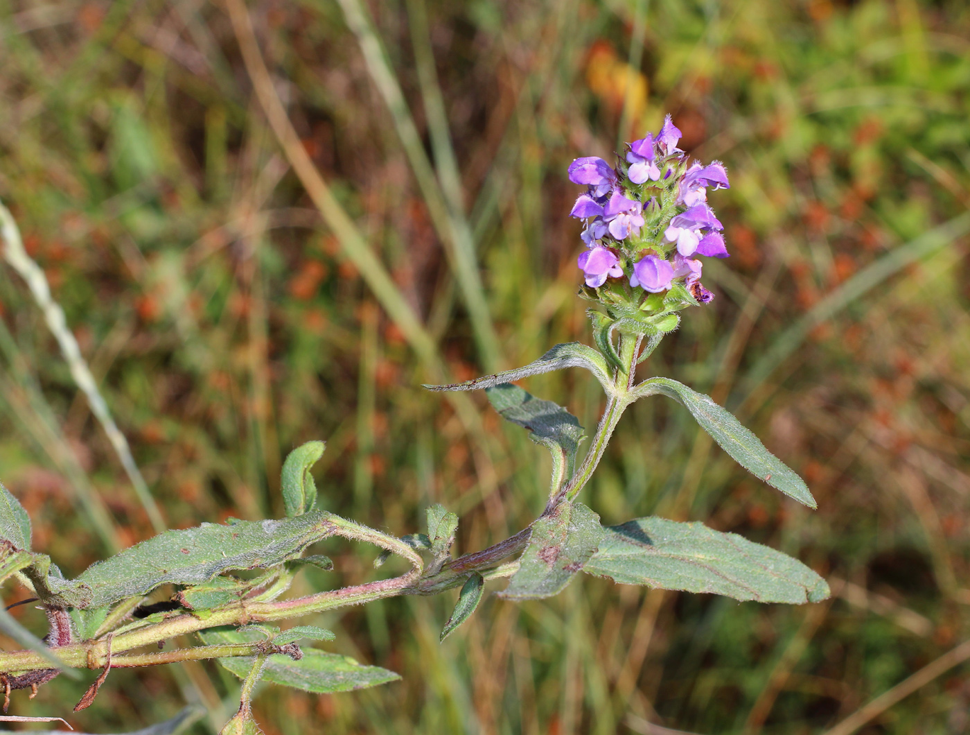 Image of Prunella &times; intermedia specimen.