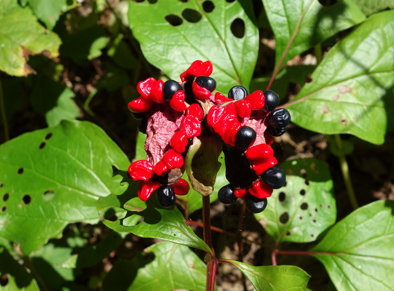 Image of Paeonia obovata specimen.