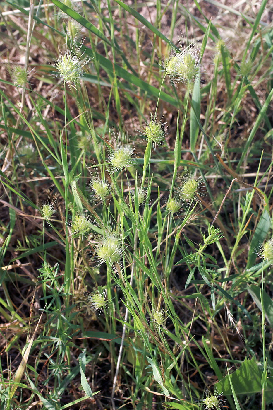 Изображение особи Cynosurus echinatus.