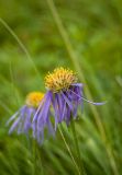 Erigeron flaccidus