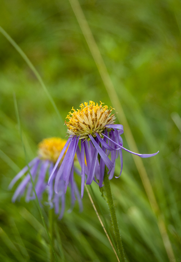 Image of Erigeron flaccidus specimen.