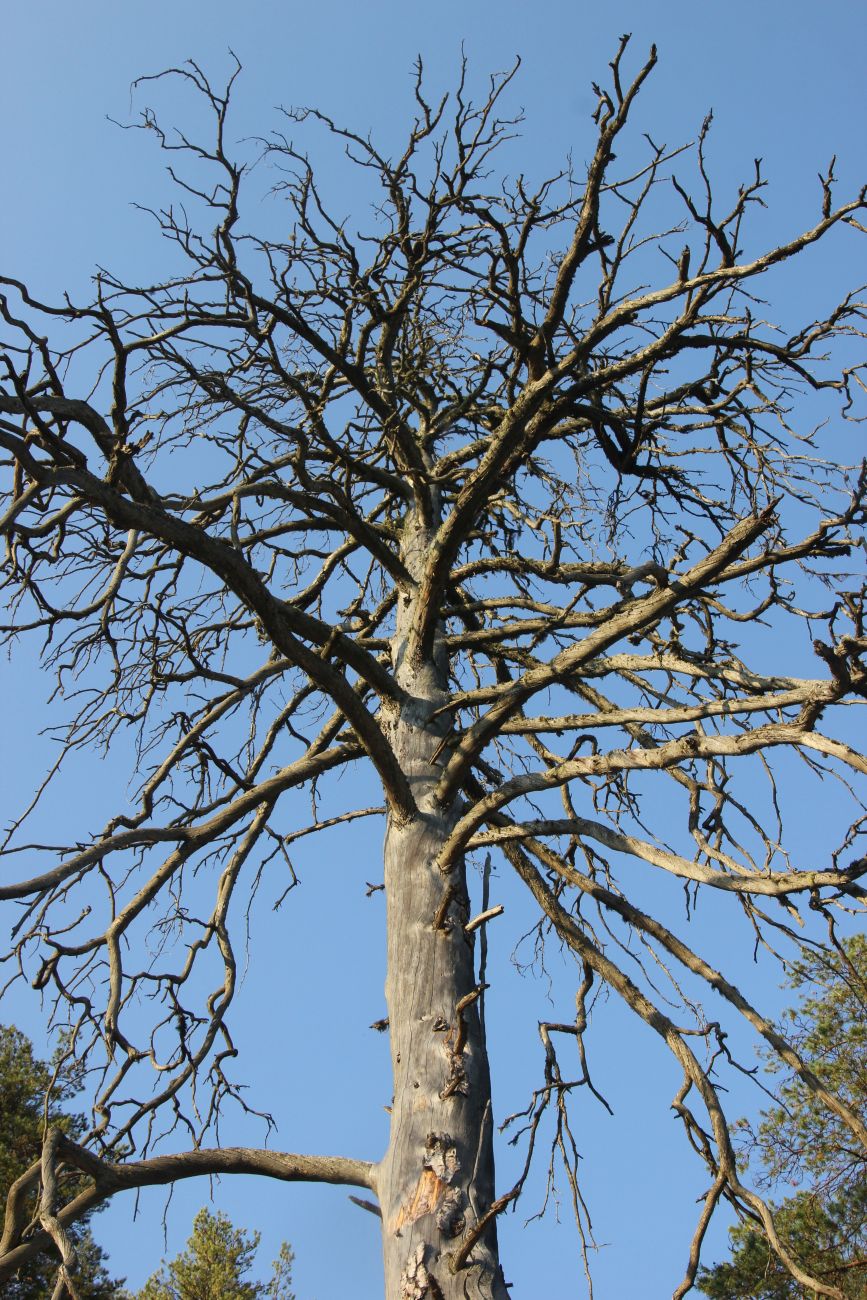 Изображение особи Pinus sylvestris.