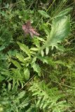 Centaurea scabiosa
