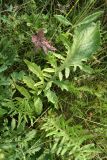 Centaurea scabiosa. Листья вегетирующего растения. Псковская обл., Псковский р-н, окр. погоста Выбуты, борт дол. р. Великая, сухой злаково-разнотравный луг на известняке. 29.07.2021.