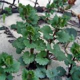 Glechoma hederacea. Весенние побеги на песчаном берегу реки. Чувашия, окр. г. Шумерля, пойма р. Сура, устье р. Шумерлинка. 10 мая 2005 г.