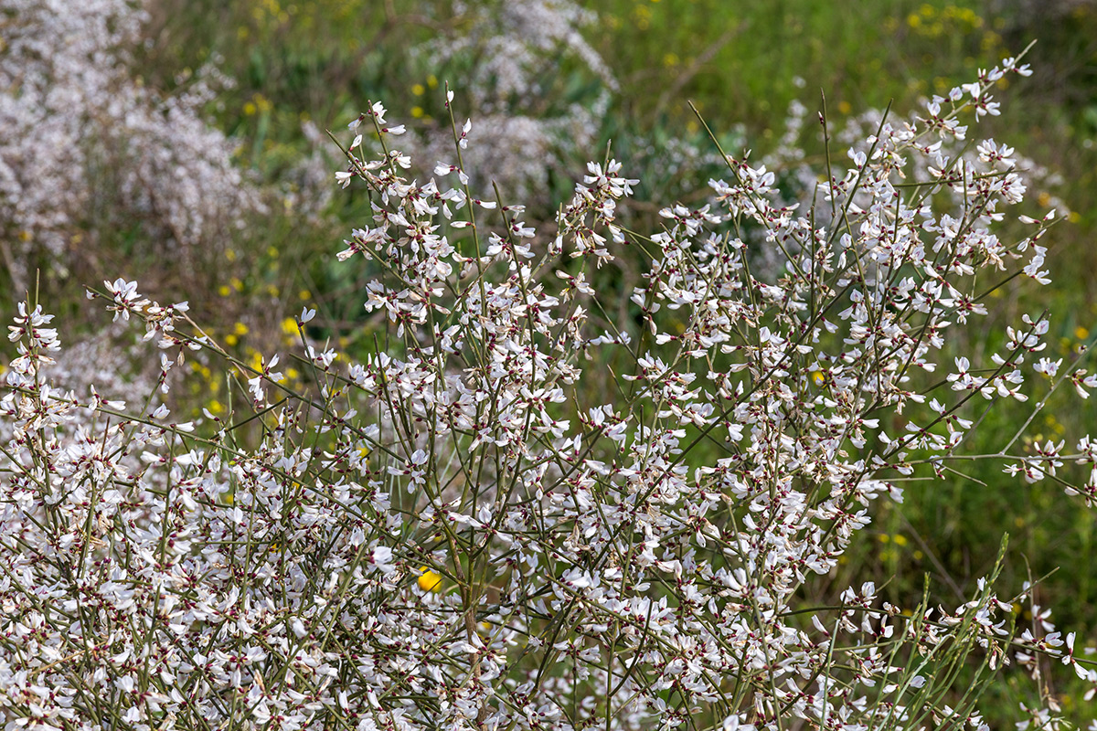 Image of Retama raetam specimen.