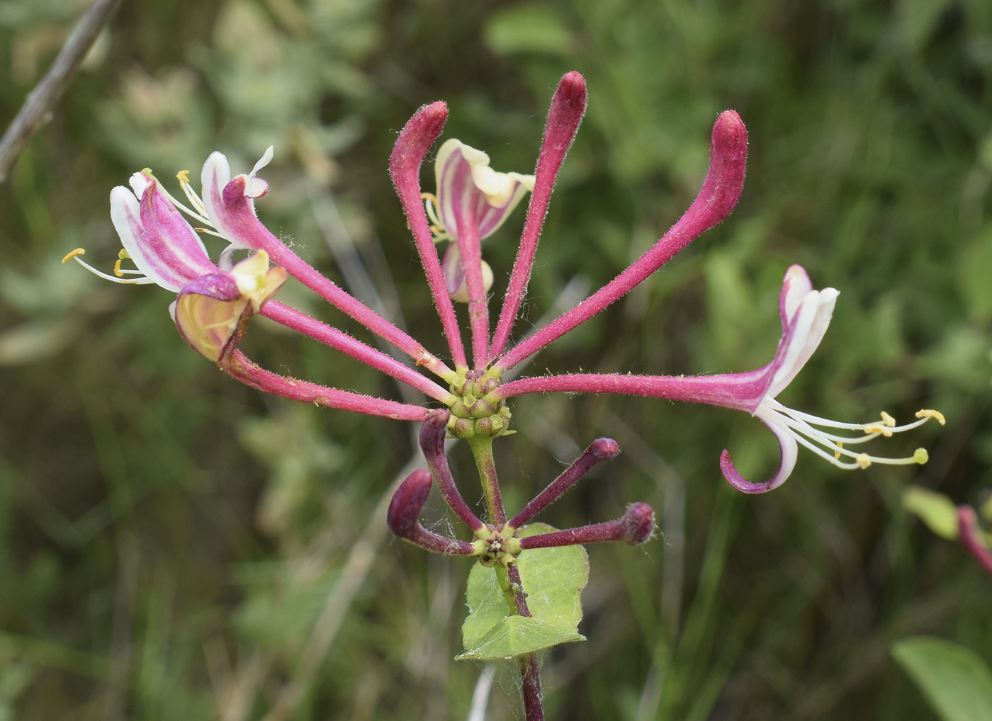 Image of Lonicera etrusca specimen.