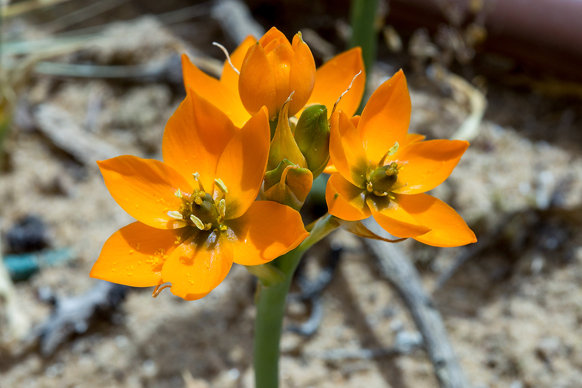 Image of Ornithogalum dubium specimen.