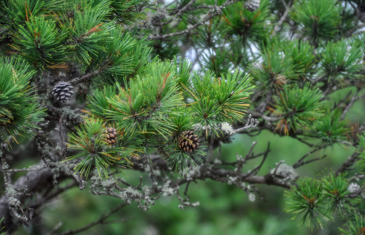 Image of Pinus densiflora specimen.