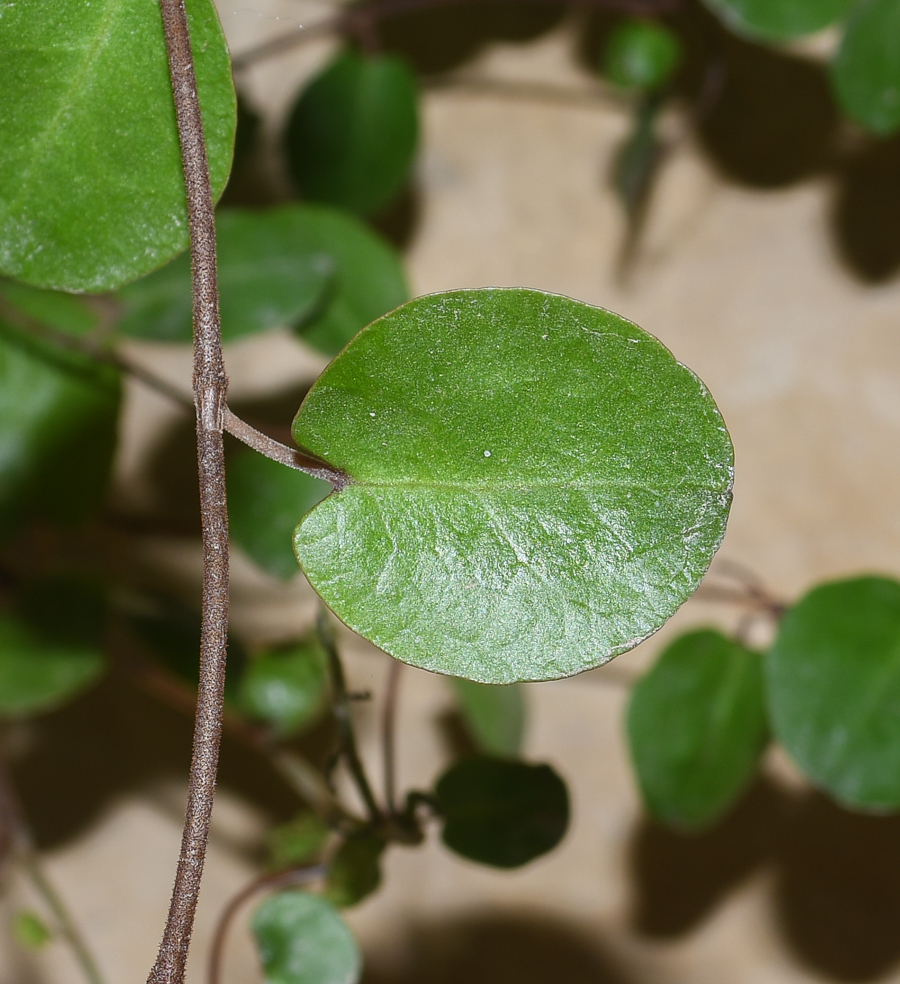 Image of Muehlenbeckia complexa specimen.