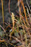 Selaginella selaginoides. Верхушка завершившего спороношение(?) растения. Мурманская обл., Кольский р-н, долина р. Юринга ниже моста по дороге на Рыбачий п-ов, каменная россыпь в русле реки, на большом задернованном валуне. 23.09.2021.