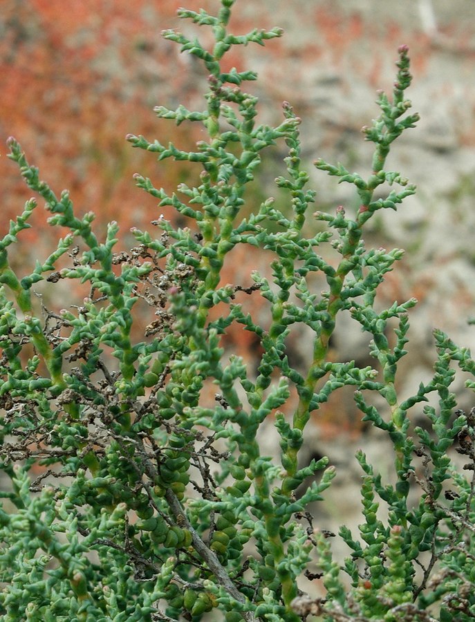 Изображение особи Kalidium foliatum.