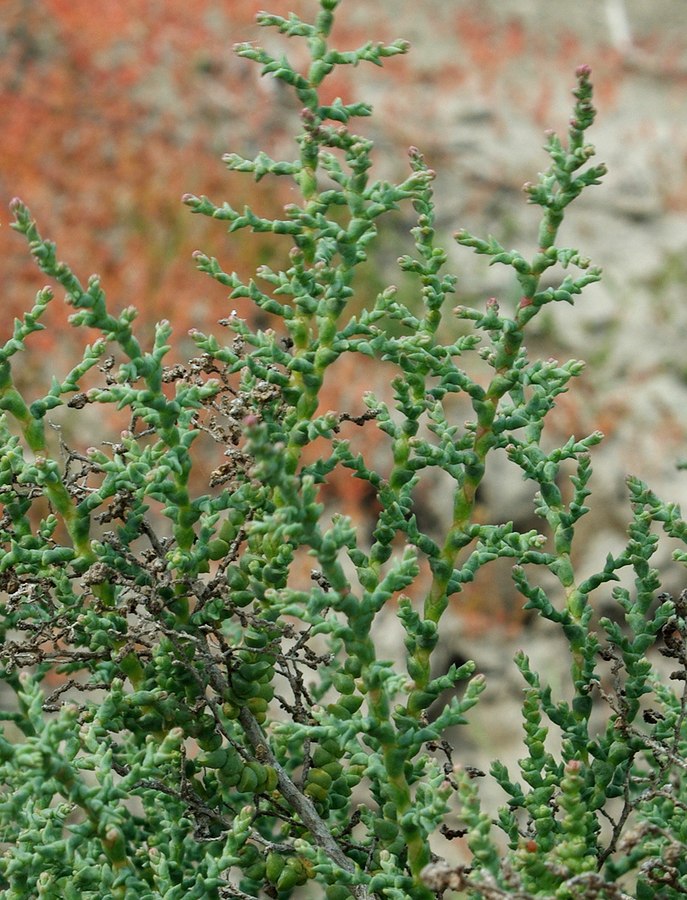 Image of Kalidium foliatum specimen.